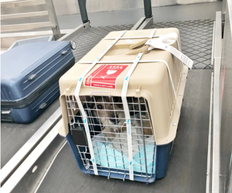 海口宠物托运 宠物托运公司 机场宠物托运 宠物空运